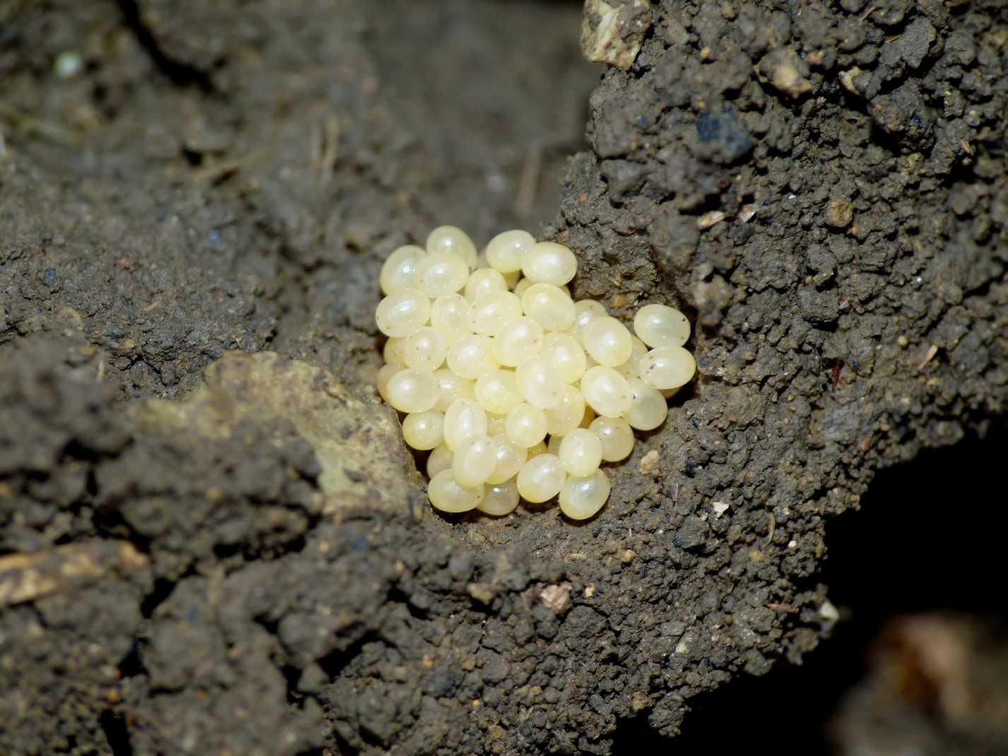 Cuore di mamma: Forficula auricularia